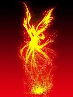 凤凰栖梧桐的图片