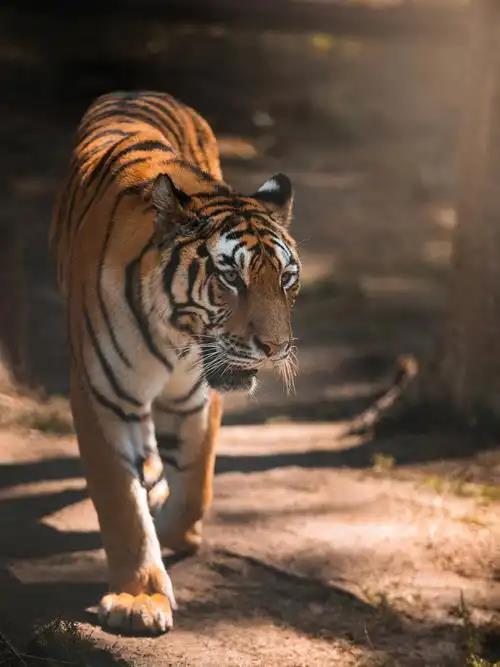 传奇里的星魄怎么用